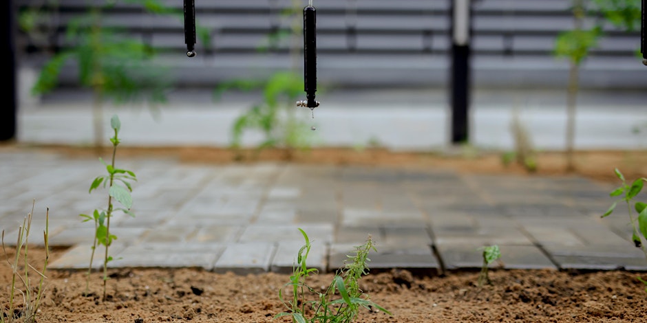 Workshop | Urban Herbalism: Cultivating Wellness